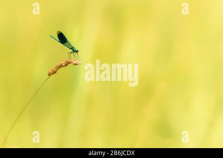 Der winzige blaue, bunt geschützte Drachenfliegenstil sitzt auf einer Grasklinge vor verschwommenem Hintergrund. Lateinischer Name Coenagrion mercuriale. Stockfoto