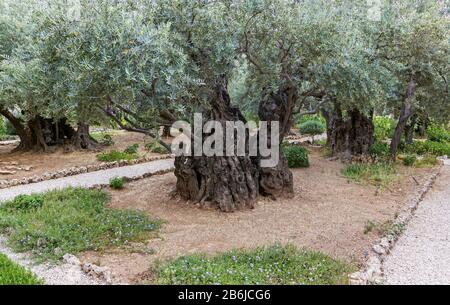 Garten von jerusalem, wo Jesus betete, bevor er von römischen Soldaten gefangen genommen wurde. In Jerusalem Israel. Stockfoto