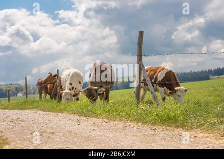 Schöne kleine Kuhherde mit Hörnern auf einer Weide in Unterallaeu, Bayern frisst Gras und ist mit Stacheldraht eingezäunt Stockfoto