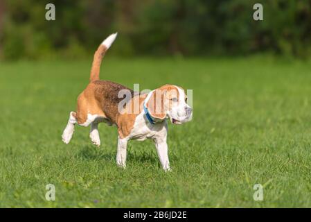 Süßer, glotter Beagle-Hund, der über die grüne Wiese läuft Stockfoto