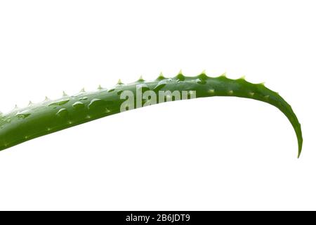 Wasser fällt auf grünem Blatt mit aloigem Sukkulenten. Stockfoto