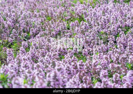 Wunderschöner violetter Blumenhintergrund durch Erddeckelthyme. Thimus Serpillum im Blumenbeet im Garten. Stockfoto