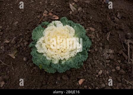 Violette und grüne Blätter der Brassica oleracea acephala Pflanzen Stockfoto