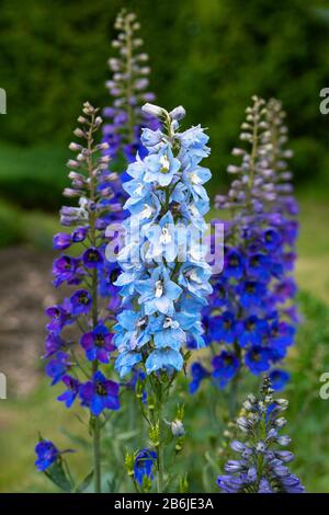 Blaue Delphiniumblüten auf verschwommenem Hintergrund. Kerze Delphinium hoher Garten blaue Blume. Großer Englischer Larkspur. Stockfoto