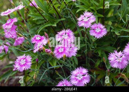 Dianthus chinensis blütenrosa Hintergründe blühen im Frühling im Garten. Dianthus gratianopolitanus. Stockfoto