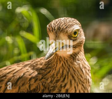 Gepunktetes dickes Knie (Burhinus Capensis), auch bekannt als gepunkteter Dikkop-Trait Stockfoto