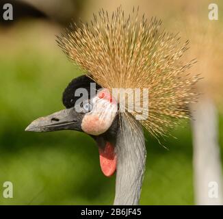 Porträt eines grauen, bekrönten Krans (balearica regulorum), auch als afrikanischer Kran bezeichnet Stockfoto