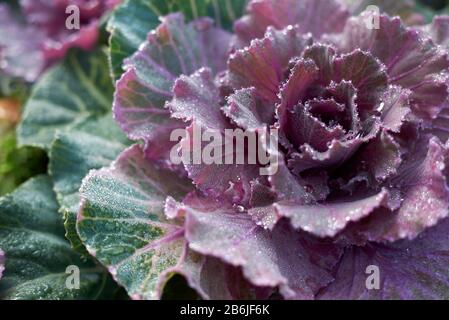 Violette und grüne Blätter der Brassica oleracea acephala Pflanzen Stockfoto
