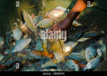 Labore entladen verschiedene Fischarten aus dem Fischerhafen. Fisch ist ein großes Mittel zur Bekämpfung der Ernährungsunsicherheit und des Klimawandels in Bangladesch. Stockfoto