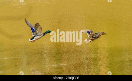 Entenweibchen im Flug über Wasser folgte mit einem männlichen, wilden Stockfoto