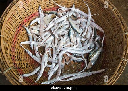 Labore entladen verschiedene Fischarten aus dem Fischerhafen. Fisch ist ein großes Mittel zur Bekämpfung der Ernährungsunsicherheit und des Klimawandels in Bangladesch. Stockfoto