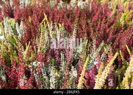 Bunte Blumen von Calluna vulgaris Pflanzen Stockfoto