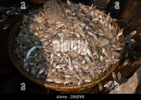 Labore entladen verschiedene Fischarten aus dem Fischerhafen. Fisch ist ein großes Mittel zur Bekämpfung der Ernährungsunsicherheit und des Klimawandels in Bangladesch. Stockfoto