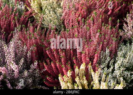 Bunte Blumen von Calluna vulgaris Pflanzen Stockfoto