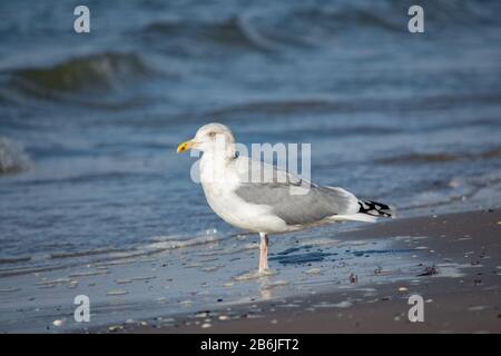 Erwachsener europäischer Heringsmöwen (Larus argentatus), der an Strand im Wasser steht Stockfoto