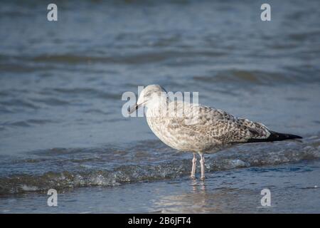 Junger europäischer Heringsgull (Larus argentatus), der an Strand im Wasser steht Stockfoto