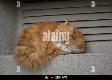 Schöne langhaarige Ingwerkatze, die auf der Leiste sitzt und nach oben blickt. Stockfoto