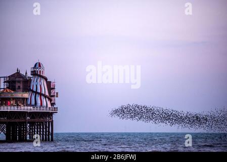 Die nächtliche Murmation von Sternenfluren bei Sonnenuntergang macht sich auf den Weg zum Brighton's Palace Pier, um für die Nacht zu roosten. Stockfoto