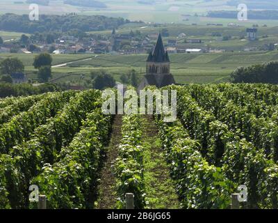 Weinberg im Sommer, Bordeaux, Frankreich Stockfoto