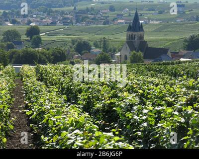 Weinberg im Sommer, Bordeaux, Frankreich Stockfoto