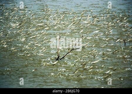 Eine Gruppe von Meeräschchen springt aus dem Wasser aus einem Teich. Die Fische spielen eine sehr wichtige Rolle, um den Teich zu belüften und das Wasser mit Sauerstoff anzureichern. Stockfoto