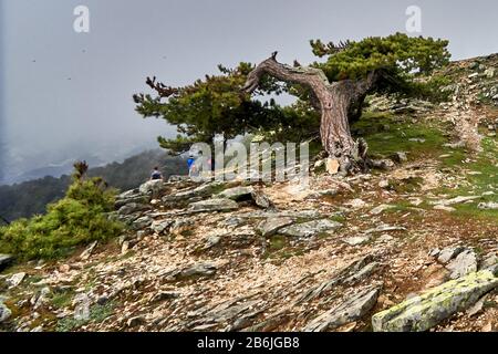 Thassos Island, Griechenland, Europa, auf 1204 Metern wird der Gipfel des Mount Ypsarion von Winden geschlagen und die Bäume sind betäubt, Thassos ist eine griechische Insel in der nördlichen ägaischen See, nahe der Küste von Thrakien. Es ist die nordgriechische Insel und die 12. Größte nach Fläche. Thassos ist auch der Name der größten Stadt der Insel, bekannt als Limenas, Hauptstadt der Stadt Thassos, die sich auf der nördlichen Seite gegenüber dem Festland befindet. Stockfoto