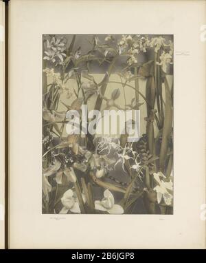 Dekorative Gruppe von Orchideen, Pitcher-Pflanzen und Venusschuhobjekttyp: Fotomechanische Druckseite Artikelnummer: RP-F 2002-21-2-3 Aufschriften / Marken: Nummer, Nachdruck, gedruckt: "33." Hersteller: Schöpfer: Anonymer Verleger: Gerlach & Schenk (börsennotiertes Objekt) Herstellung: Schöpfer: Österreich Herausgeber: Wien Datum: CA. - oder für das Material von 1897: Papiertechnik: Lichtdruckmessungen: Aufgedruckt: H 293 mm × W 214 mm Betreff: Blumen: Orchideenblüten Stockfoto