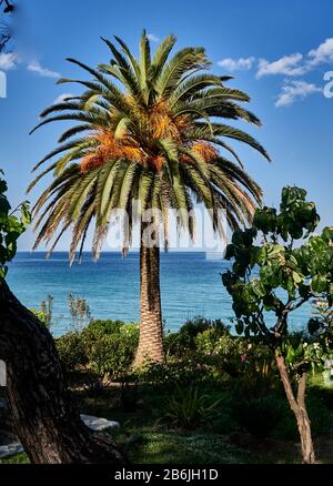 Thassos Island, Griechenland, Europa, die Palme sind entlang des Makryammos-Strandes verbreitet, Thassos ist eine griechische Insel in der nördlichen ägaischen See, nahe der Küste von Thrakien. Es ist die nordgriechische Insel und die 12. Größte nach Fläche. Thassos ist auch der Name der größten Stadt der Insel, bekannt als Limenas, Hauptstadt der Stadt Thassos, die sich auf der nördlichen Seite gegenüber dem Festland befindet. Stockfoto