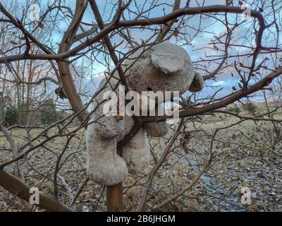 Verlassene alte, graue Teddybärspielzeug mit Kopf nach unten hängend im Baum Stockfoto