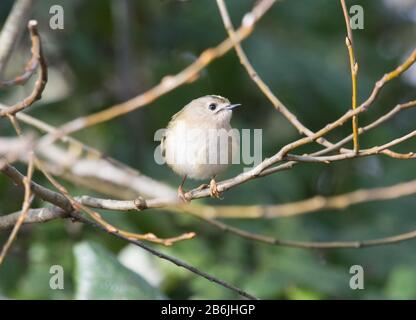 Wintergoldhähnchen (Regulus Regulus) Stockfoto