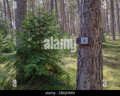 Wegweiser zum Wanderweg auf dem Kiefernbaum. Waldhintergrund. Stockfoto