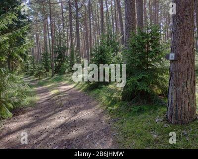 Wegweiser für den Weg durch den Kiefernwald und den Wanderweg. Stockfoto