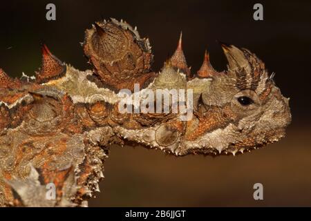 Kopf des dornigen Teufels, Moloch Horridus, Ameisenfresser in Western Australia, Seitenansicht Stockfoto
