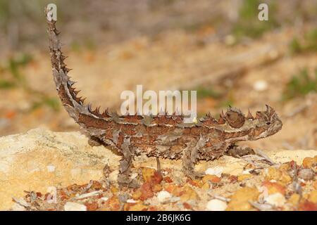 Dorniger Teufel, Moloch Horridus, Ameisenfresser in Western Australia, Seitenansicht Stockfoto