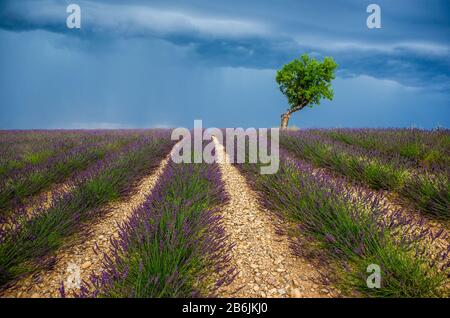 Einsamer Baum inmitten eines Lavendelfeldes mit einem schönen stürmischen dramatischen Himmel. Frankreich. Provence. Hochebene Valensole. Stockfoto