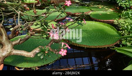 Stadt Leiden, Provinzland Südholland, Niederlande, Europa - die Riesenwasserlilie Victoria Amazonas am Teich, der Hortus botanicus Leiden ist der älteste botanische Garten der Niederlande. Der Clusius-Garten gibt einen Impressioof dessen, was der Hortus um 1600 war, dem ältesten Sektioof des Hortus, der auf das Jahr 1590 zurückgeht, und der Citof Leiden ist bekannt für seine säkulare Architektur, seine Kanäle, seine Universitof 1590, die nativitof Rembrand, Die Stadt, in der die erste Tulpe Europas im 16. Jahrhundert geblüht wurde Stockfoto