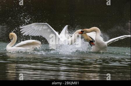 Paar weiße Mute Swans (Cygnus olor) im Wasserkampf, einer greift an und beißt den anderen, auf einem See im Frühling (März) in West Sussex, England, Großbritannien. Stockfoto