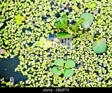 Lebensraum spielt eine wichtige Rolle im Teichökosystem. Diese Lebensräume sind wichtig für kleine Fische und andere Aqua-Tiere. Sie hält die Natur bereichern. Stockfoto