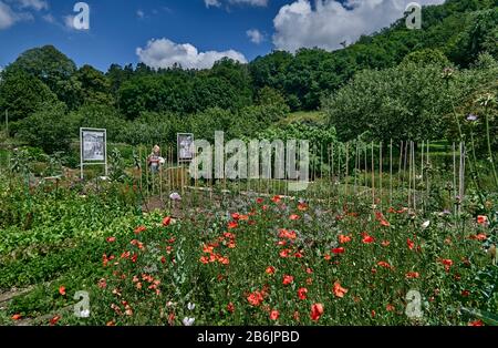 Frankreich, Departement Ain, Auvergne - Rhone - Region Alpen, Gemüsegarten Wintergarten des Dorfes Cuisat Stockfoto