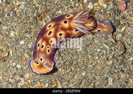 Hypselodoris tryoni nudibranch, Lembeh Strait, Indonesien Stockfoto