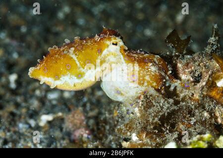 Blue Ringed Octopus (Hapalochlaena) Lembeh Strait, Indonesien Stockfoto