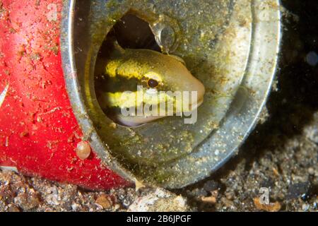 Blau gefütterter Säbelzahnblennig (Plagiotremus rhinorhynchos), der aus einer ausrangierten Blechdose, Lembeh Strait, Indonesien, herausschaut Stockfoto