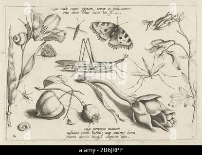 Tiere und Pflanzen um einen Heuschrecken und einen Artenstoß Insekten, Blumen und Früchte (Serientitel) Archetypa studiaque patris GEORGII Hoefnagelii (Serientitel) Drucken Sie eine Serie von 48 Drucken aus, die in vier separate Teile von je zwölf Drucken unterteilt sind. Unten rechts steht: [Abschnitt] 1. Der obere und untere Text in Latijn. Hersteller : Druckerhersteller Jacob Hoefnagel zur Gestaltung: Joris Hoefnagel Herausgeber: Christoph Weigel (möglich) Herausgeber: Johann Christoph Weigel (möglich) Herstellung: Druckmaschine: Frankfurt Herausgeber: Nürnberg Datum: 1592 und / oder 1693 - 1726 Physische Merkmale: Engra Stockfoto