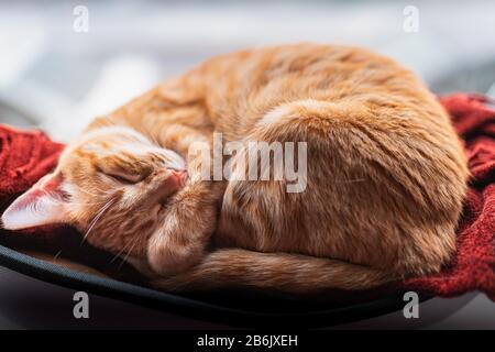 Nahaufnahme der Katze in einer Hängematte, die am Fenster befestigt ist und schläft Stockfoto