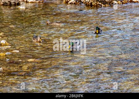 Vier mallardische Enten im Fluss Stockfoto