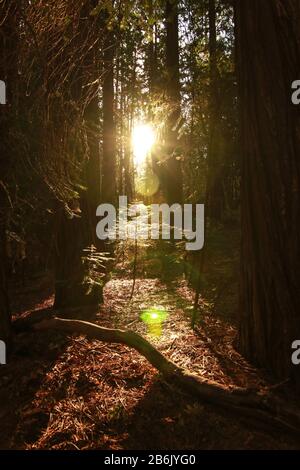 Mitten im Wald leuchten die Sonnenblumen durch Kiefern. Yosemite National Park, Kalifornien, USA. Stockfoto