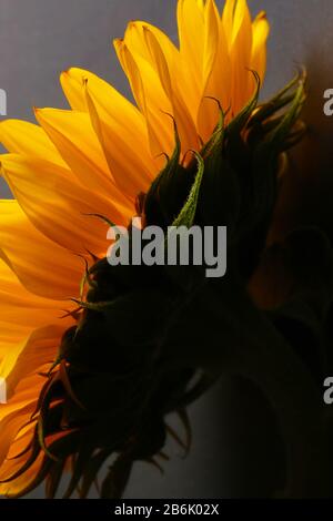 Sunlower blüht buntes Naturpflanzen Nahaufnahme Makrofoto Stockfoto