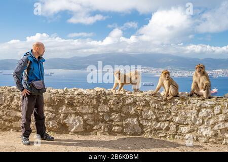 Tourista provoziert die Affen auf der Straße im Naturschutzgebiet Stockfoto