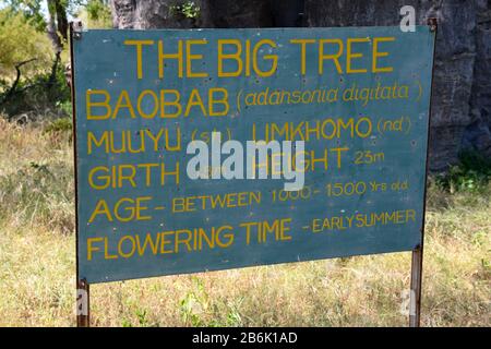 Schild des Giant African Baobab in der Nähe von Victoria Falls, Simbabwe mit technischen Informationen, wie dem wissenschaftlichen Namen Adansonia digitata. Ältester Baum. Stockfoto