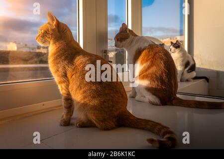 Drei Hauskatzen beobachten den Sonnenuntergang hinter dem Türglas Stockfoto